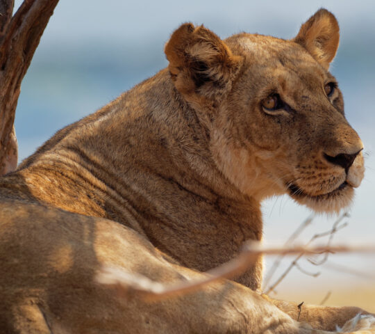 Resting lioness