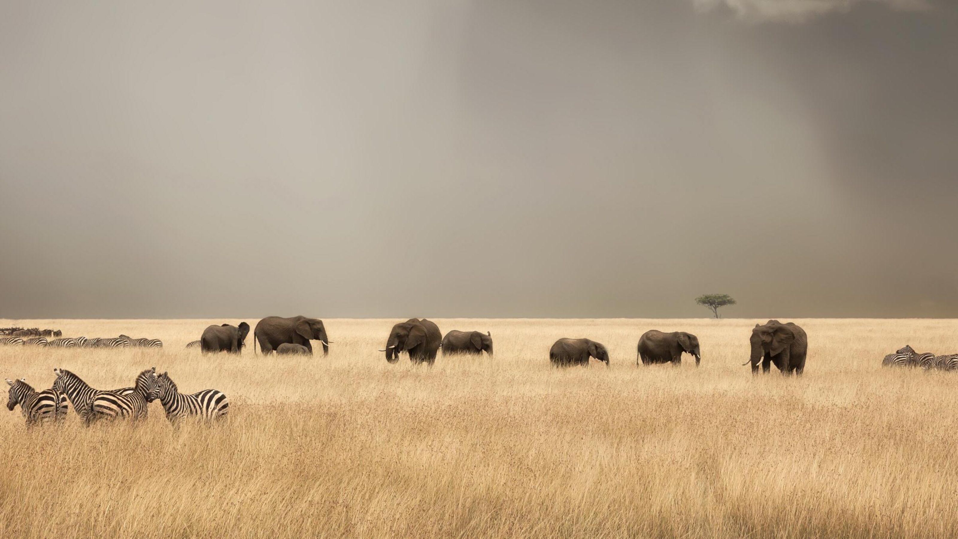 Family Safari and Beach Adventure