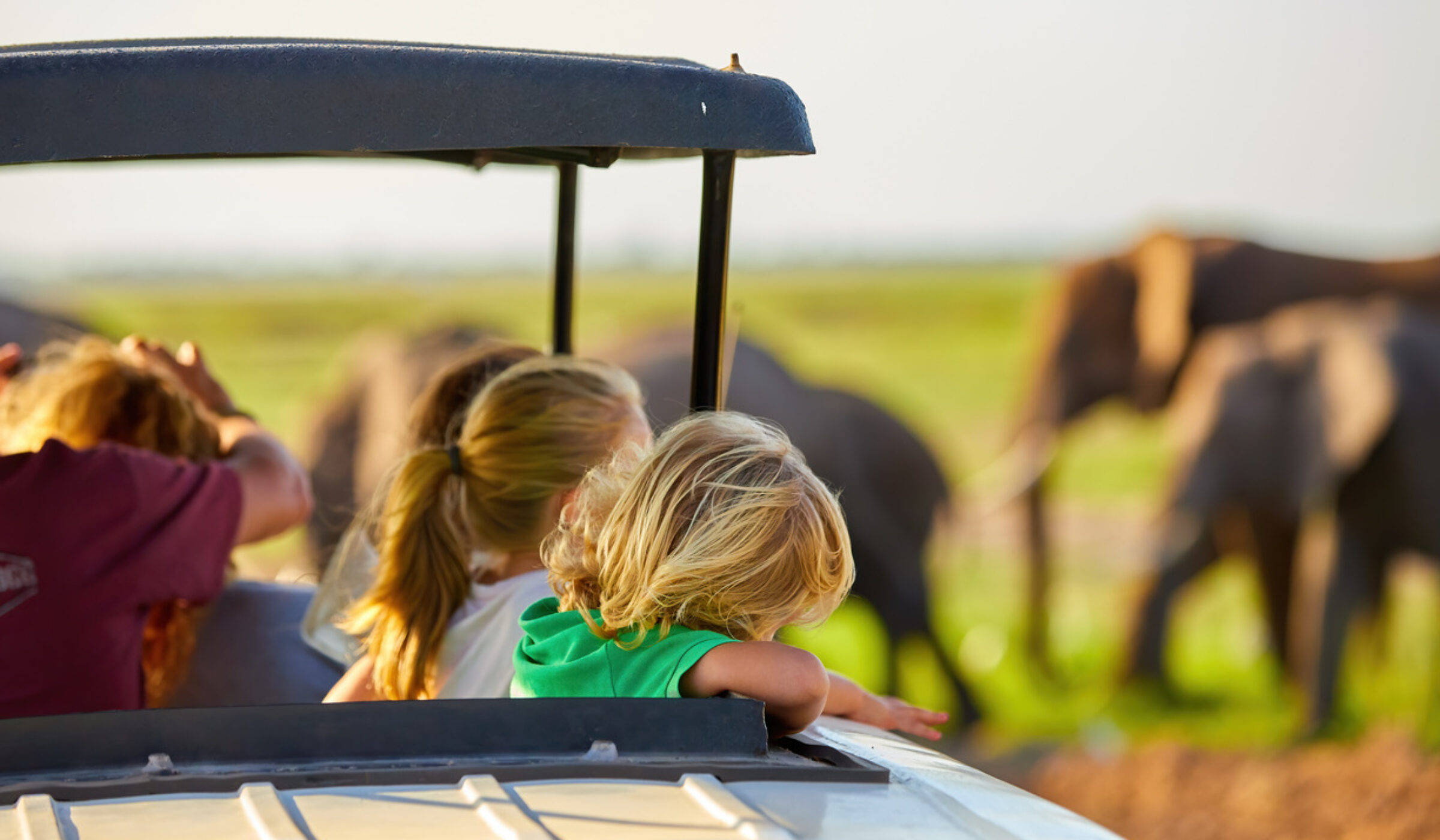 Blonde haired children watching African elephants from roof of a safari car.