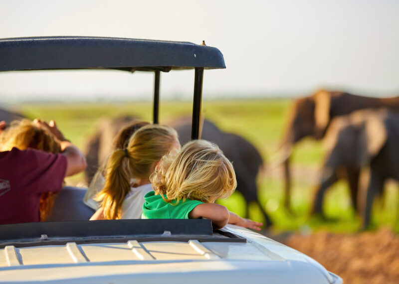Blonde haired children watching African elephants from roof of a safari car.