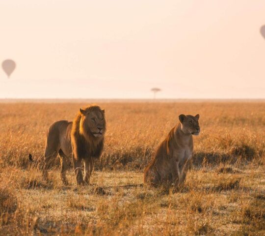 Lions at sunrise with hot air balloons in the distance