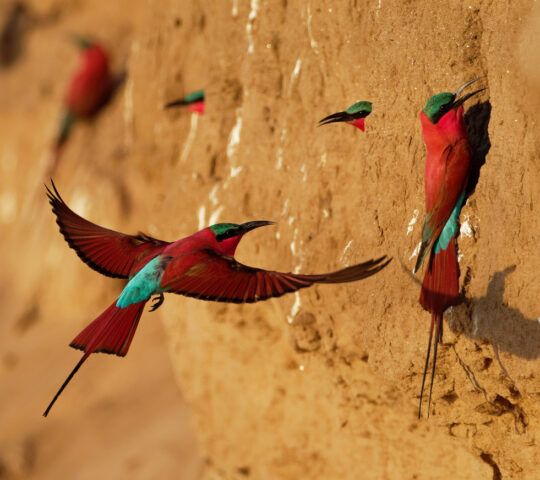 Southern carmine bee-eaters