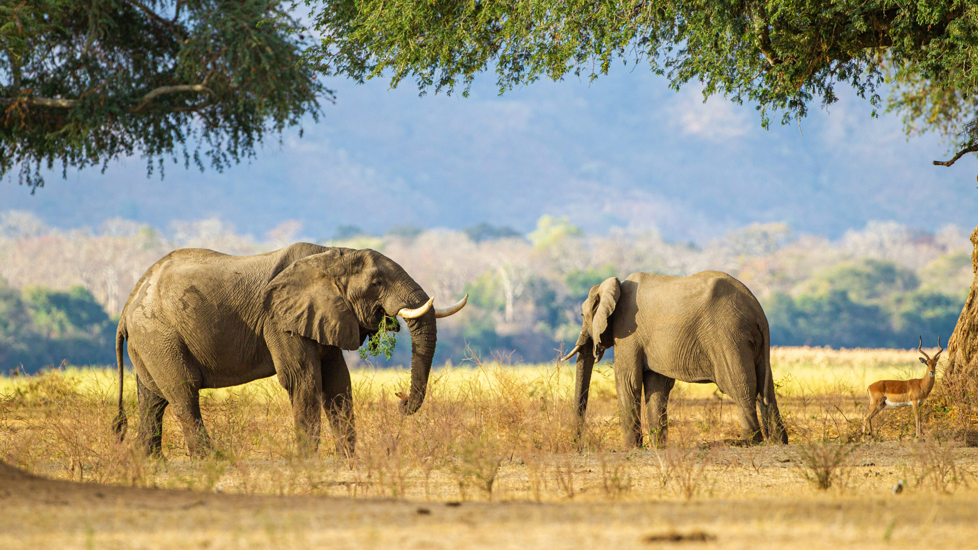 A Wild Adventure to Zambia and Zimbabwe