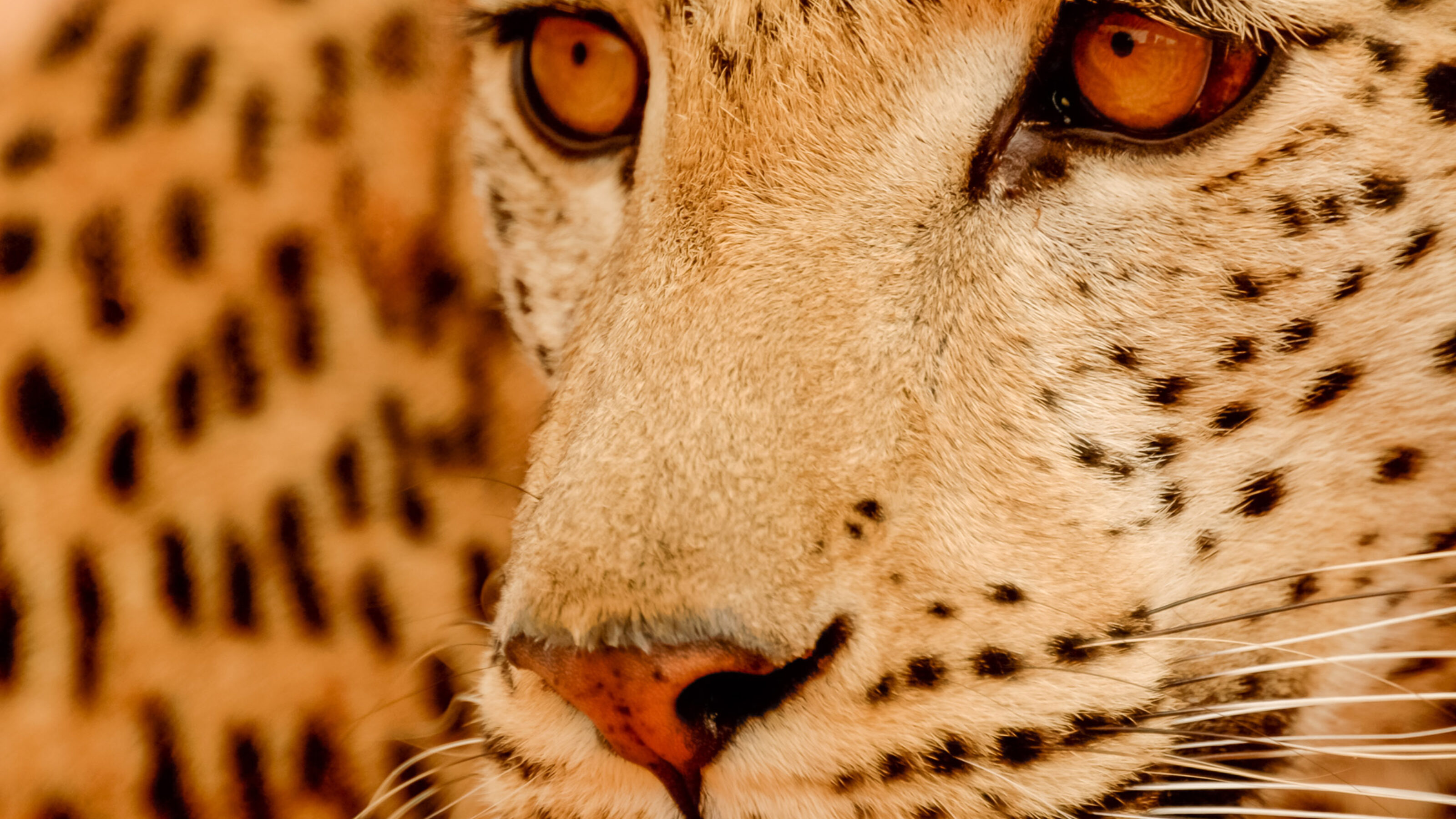 A Wild Adventure to Zambia and Zimbabwe
