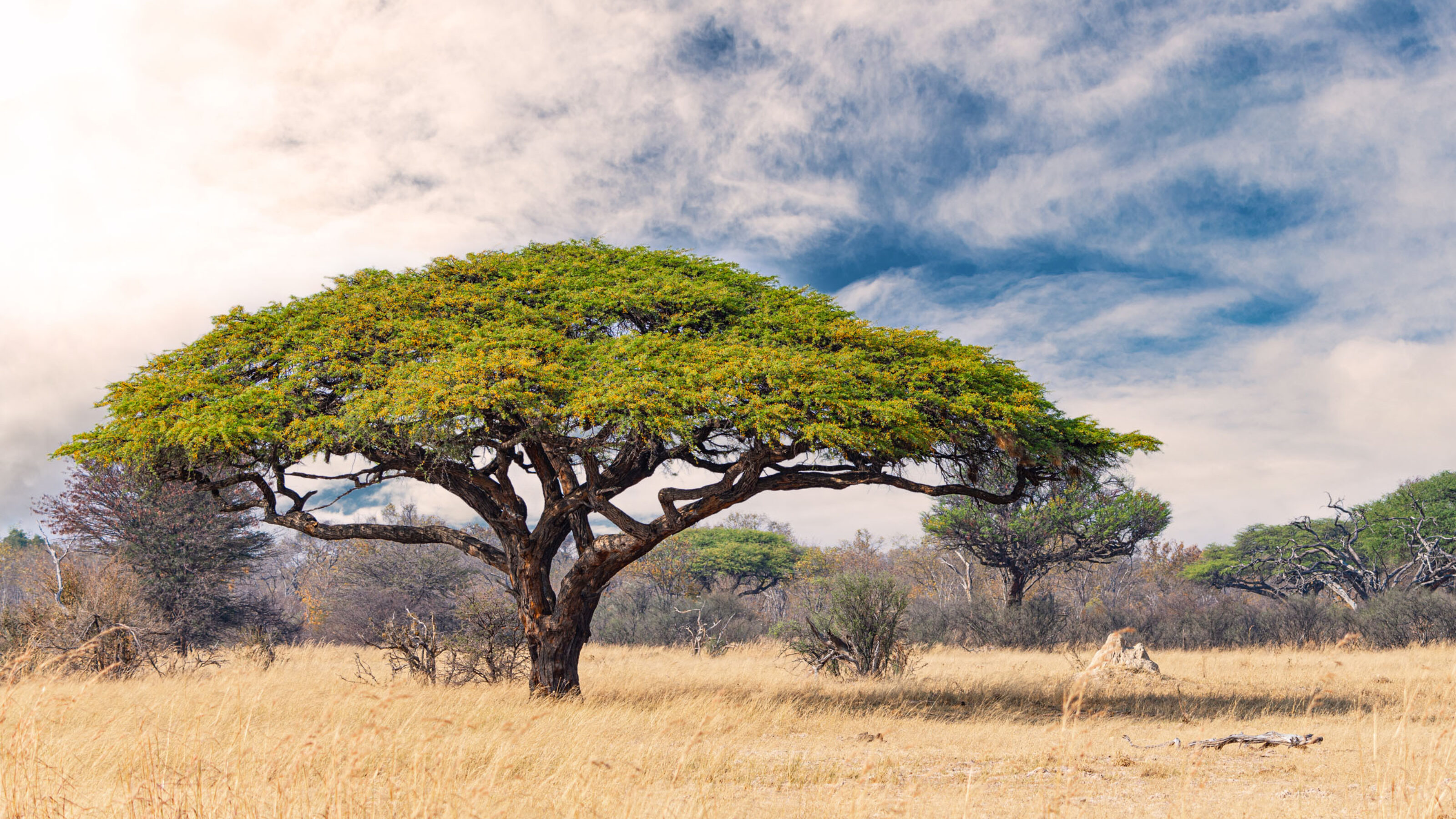 A Wild Adventure to Zambia and Zimbabwe