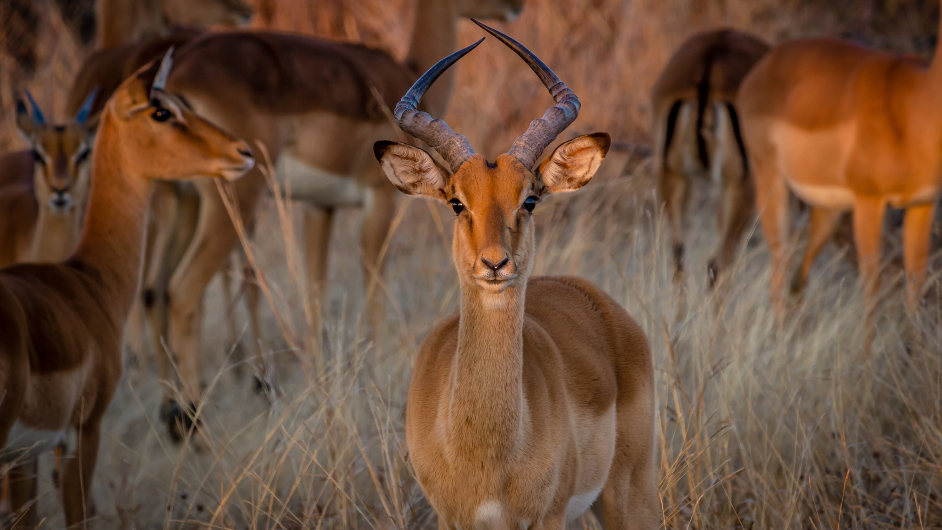 A Wild Adventure to Zambia and Zimbabwe