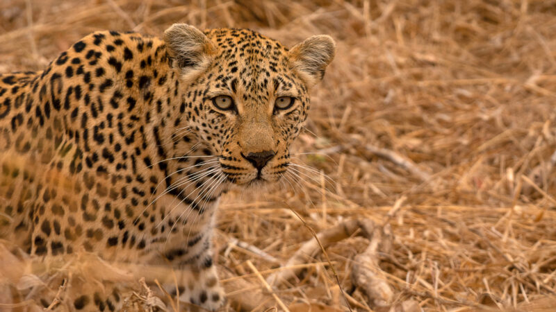 Leopard, Panthera pardus, Kruger National Park, South Africa