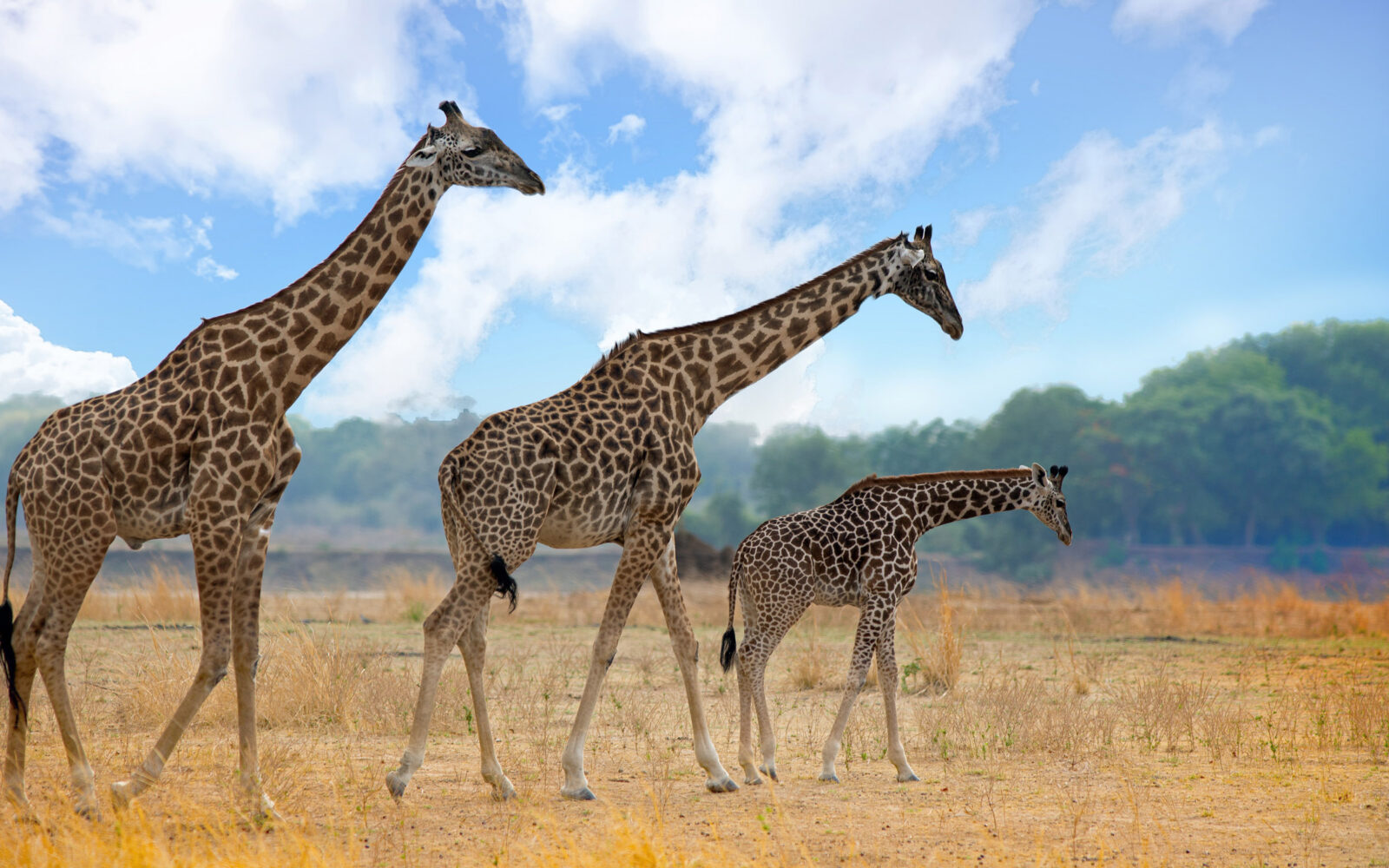 A trio of Thornicroft giraffes cross the plains in Zambiax27;s South Luangwa National Park.