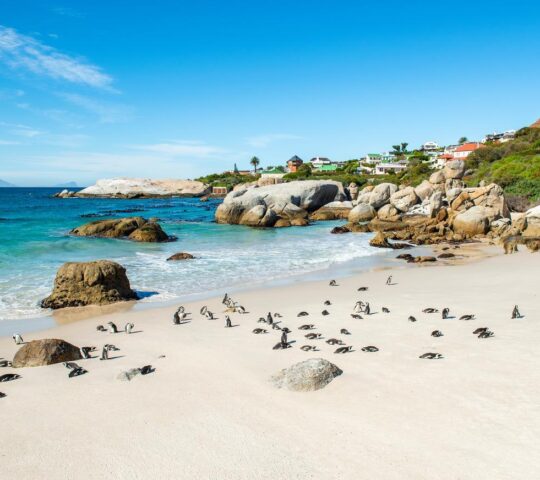 Spotting penguins on Boulders Beach