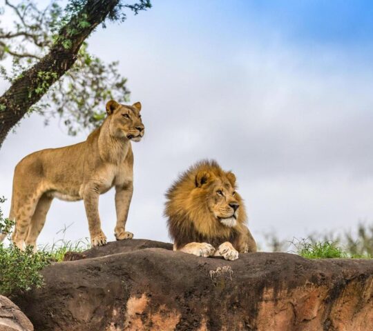 Lion and lioness in the Kruger National Park