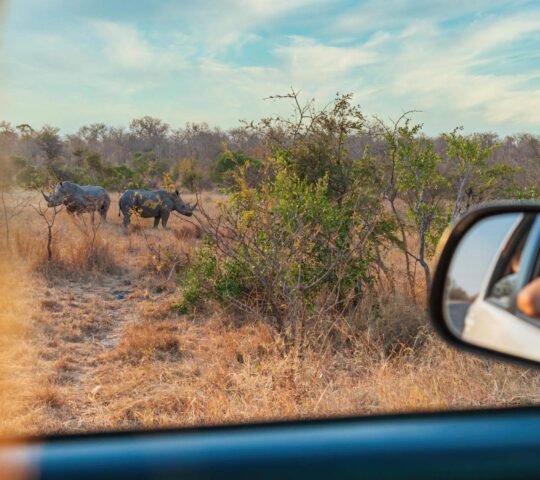 Safari views unfold in the Kruger