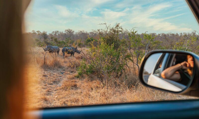 Woman looking from her car at two Rhinos Kruger National Park: A Rhinoceros Couple Grasing rhinoceros, rhino, nature, kruger, africa, horn, wildlife, endangered, safari, animal, park, big, white, south, wild, mammal, outdoors, dangerous, wilderness, large, horned, fauna, national, five, reserve, african, grass, protected, pachyderm, south africa, big 5, grasing, grazing, woman, car, watching