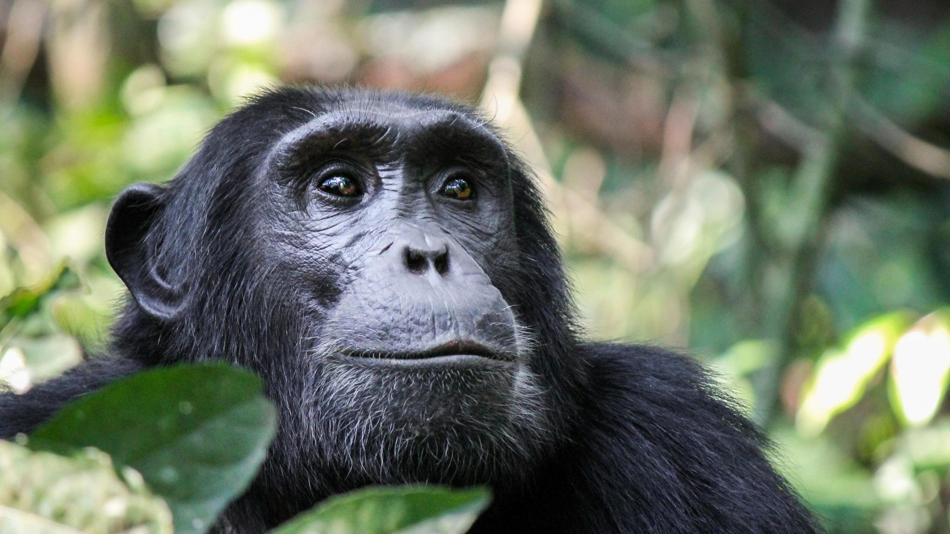 Best of Rwanda's National Parks