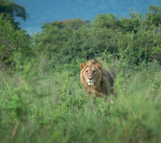A majestic lion stalks through Akagera National Park