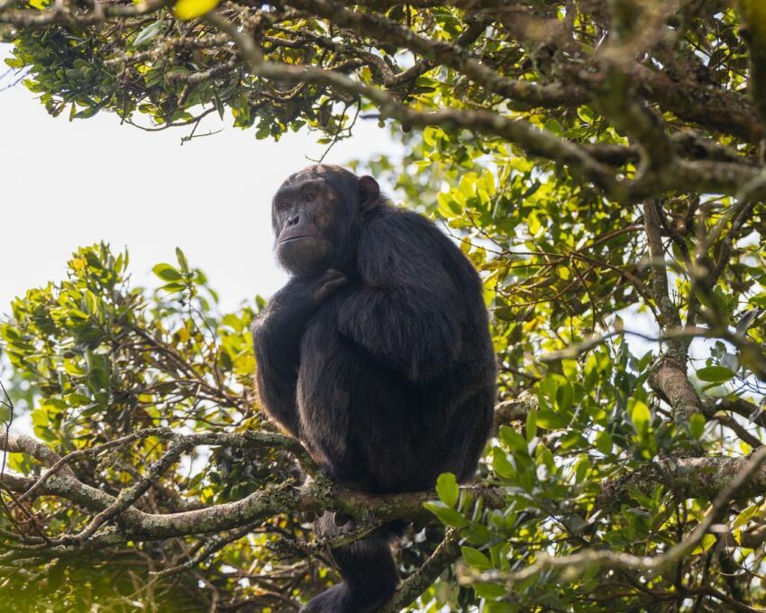 Chimp trekking tour in Nyungwe