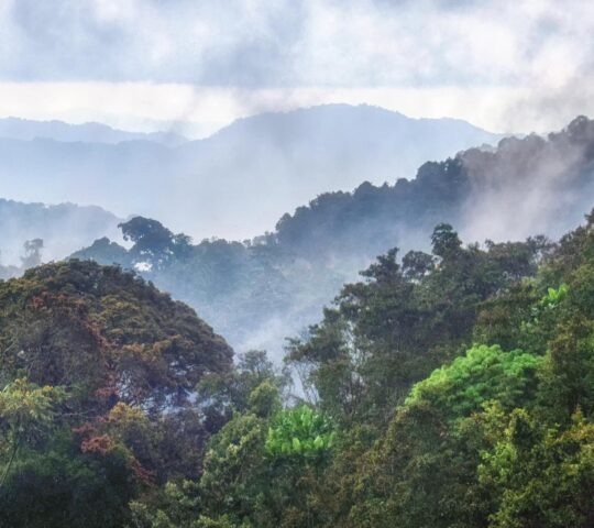 Nyungwe Forest