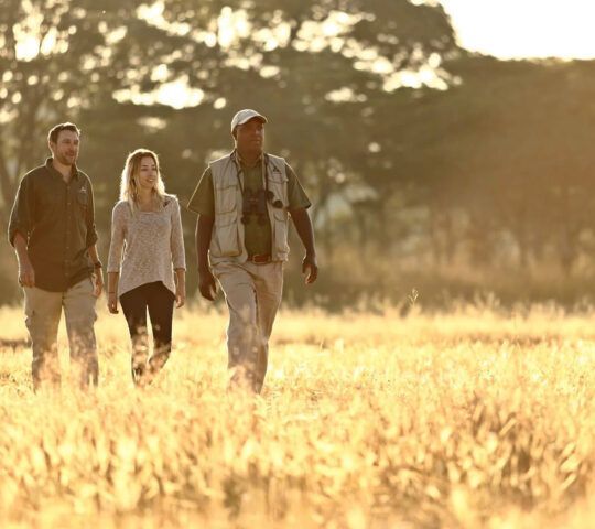 Walking safari