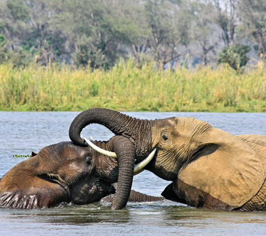 Elephants in the Zambezi