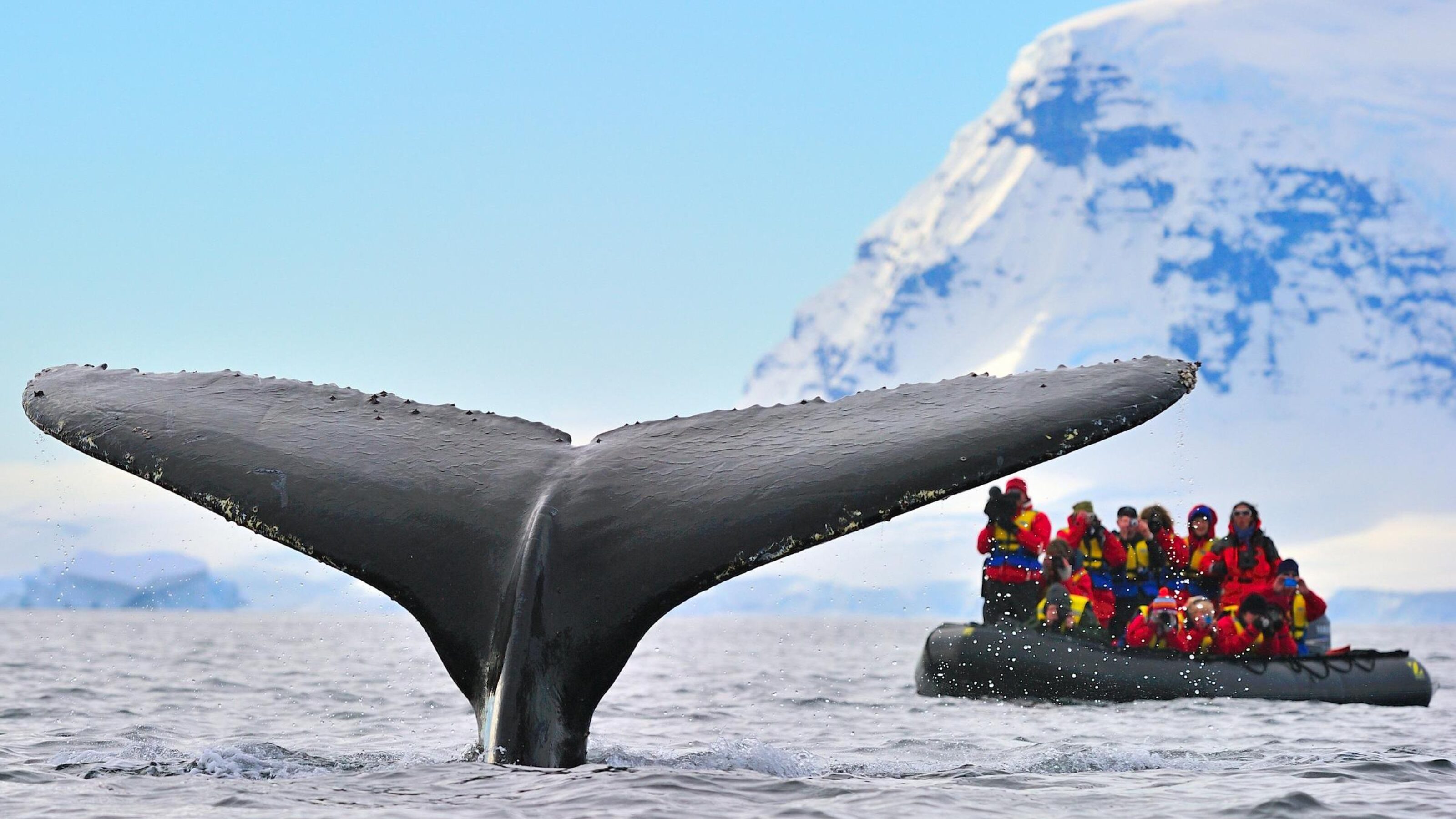 Grand Chile & Antarctica Luxury Explorer