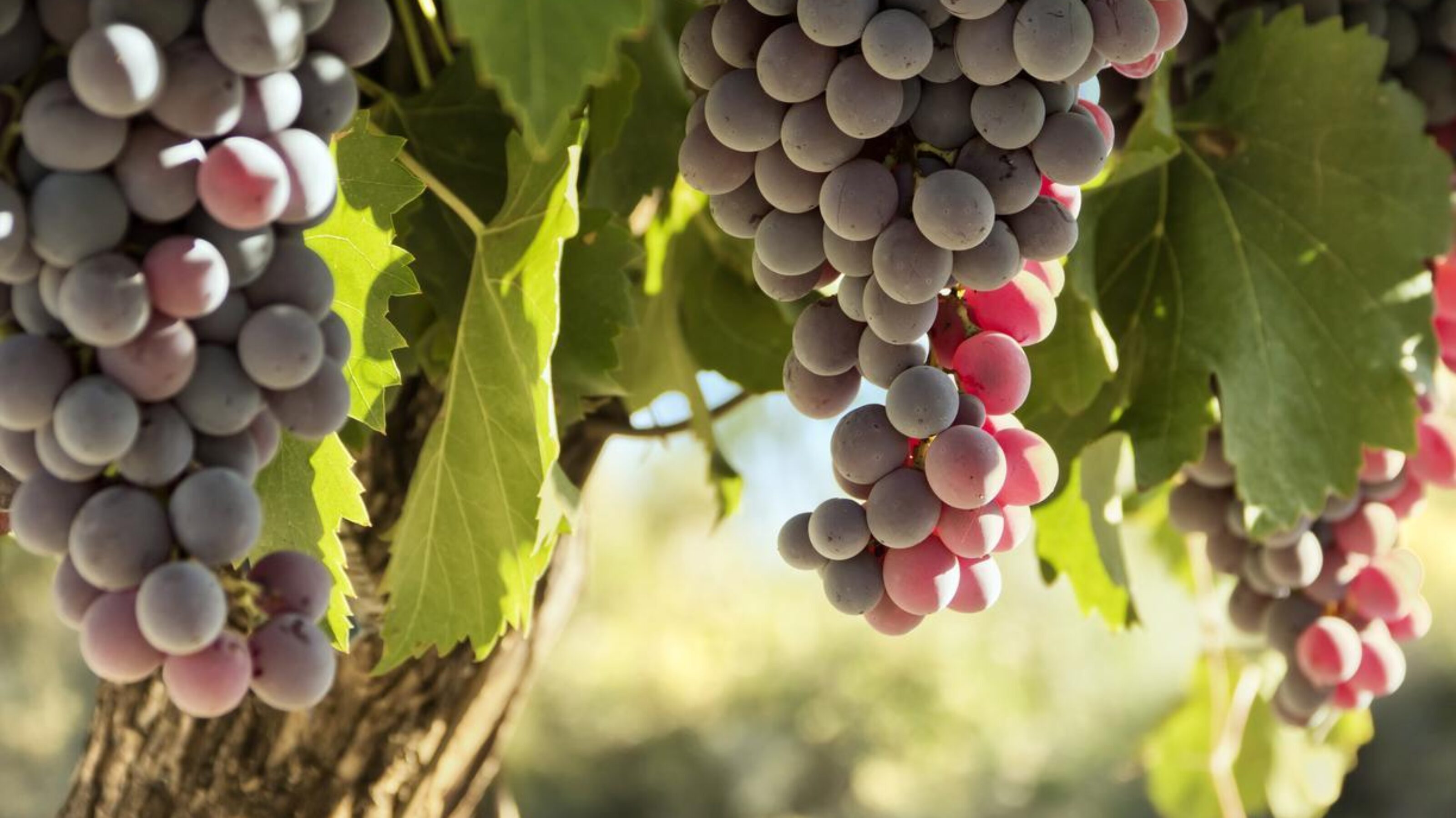 Luxury New Zealand Food and Wine Journey