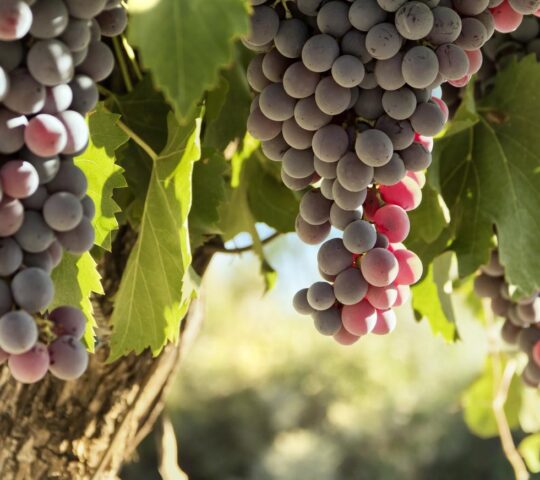 The lush harvest of the Chilean wine region