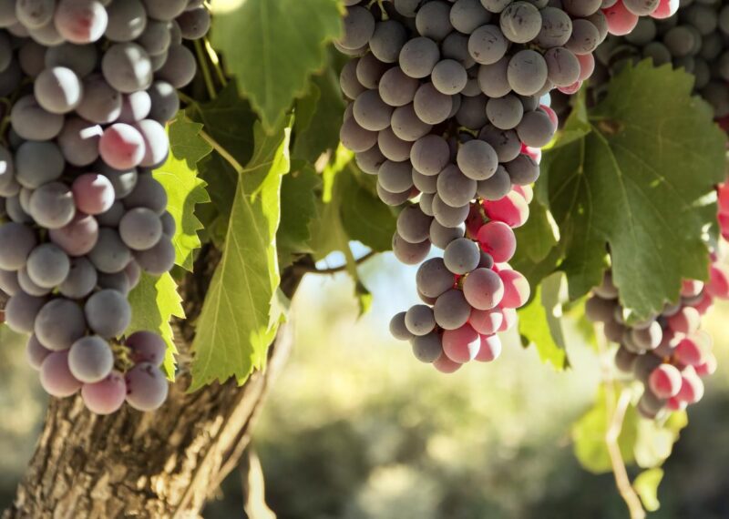 Chile – Wine Region general pics