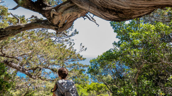 hiking in sardinia in a forest on the coast
