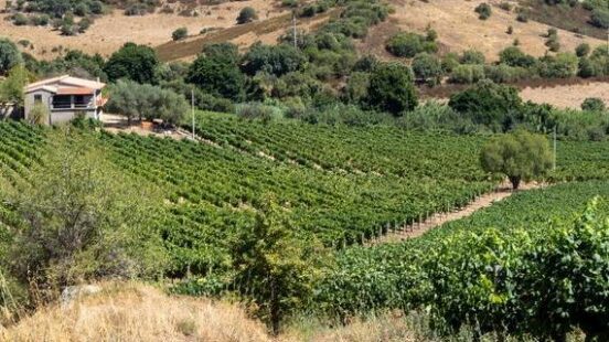 Vermentino vineyard in Gallura, Sardinia, Italy, Europe