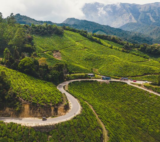 Tea plantations in Munnar