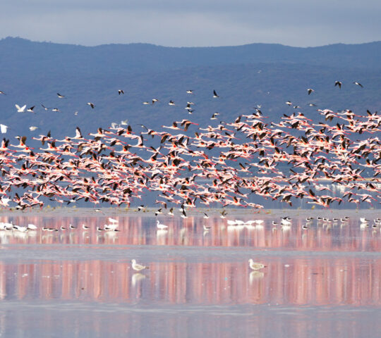 Flamingoes take flight from Lake Manyara