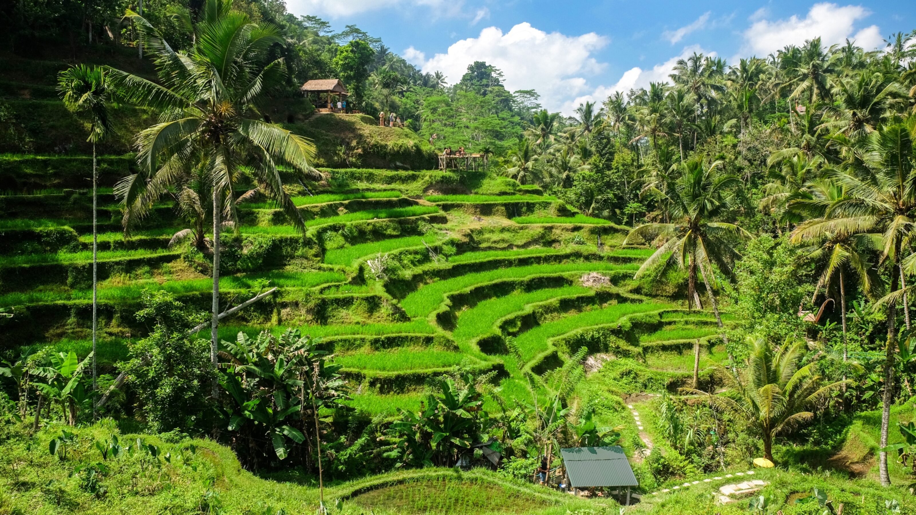 Lush green terraced rice fields on a hillside surrounded by tropical palm trees under a bright blue sky.