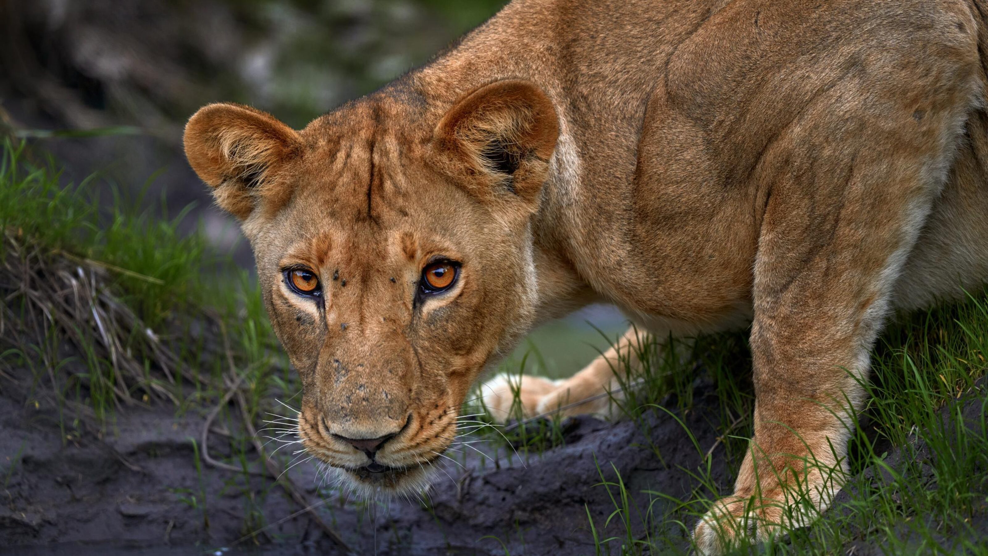 A lioness crouches in the grass