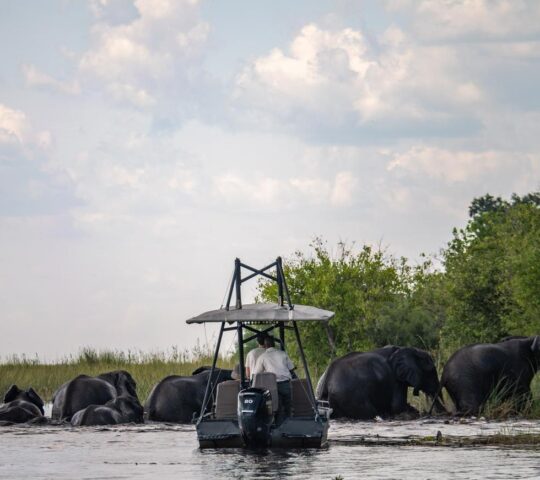 Elephants crossing one of the many waterways found in Botwana's Linyanti region