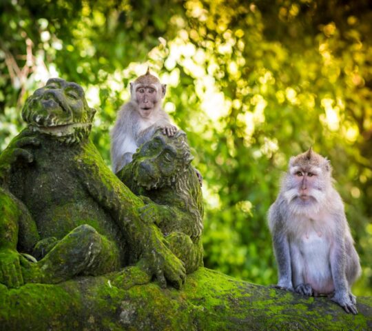 Monkey forest in Sangeh village