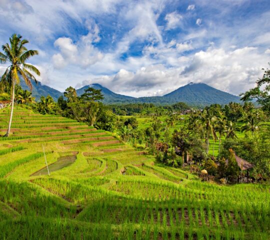 Rice fields in Seminyak