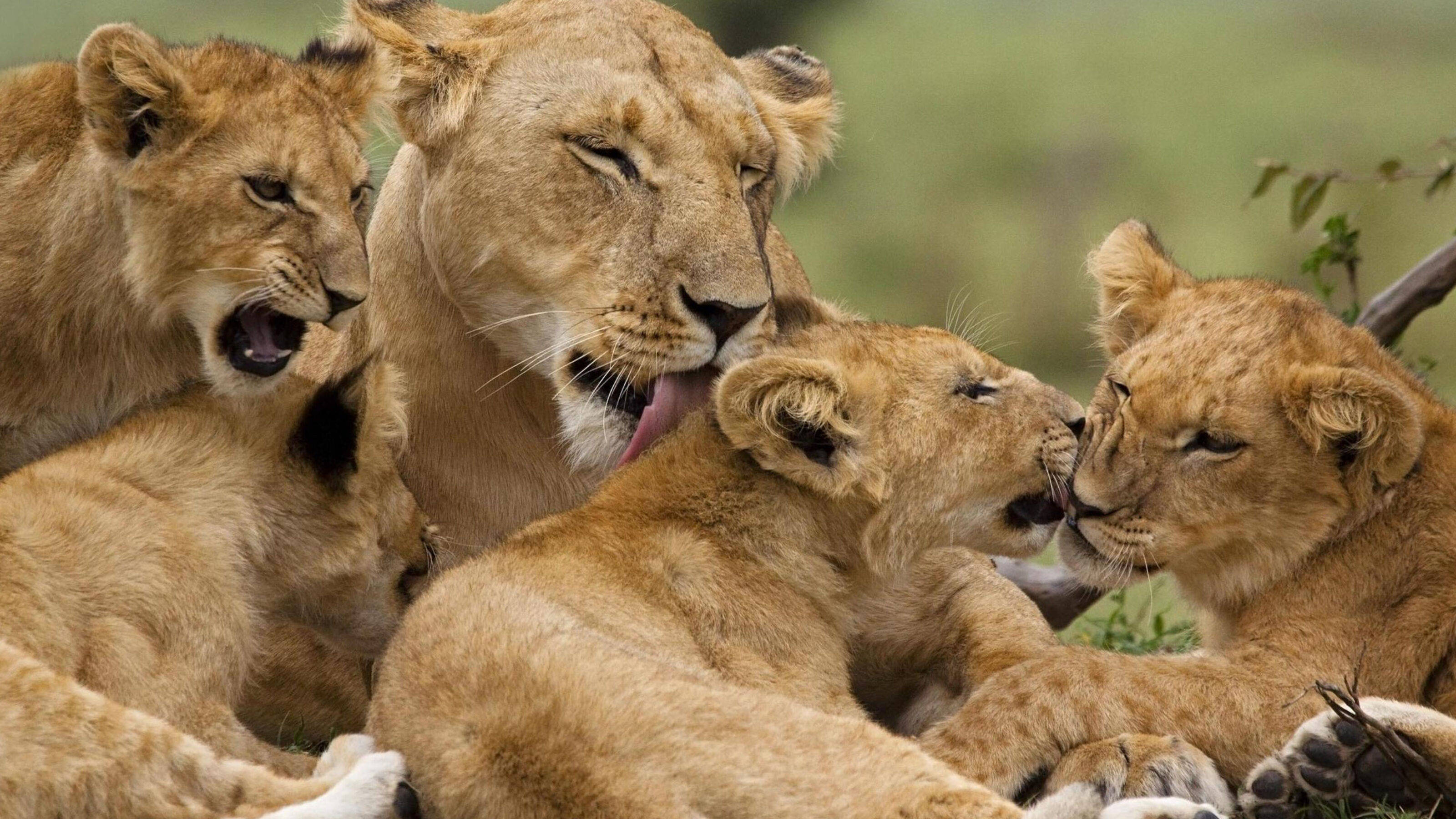 A lionness and her cubs