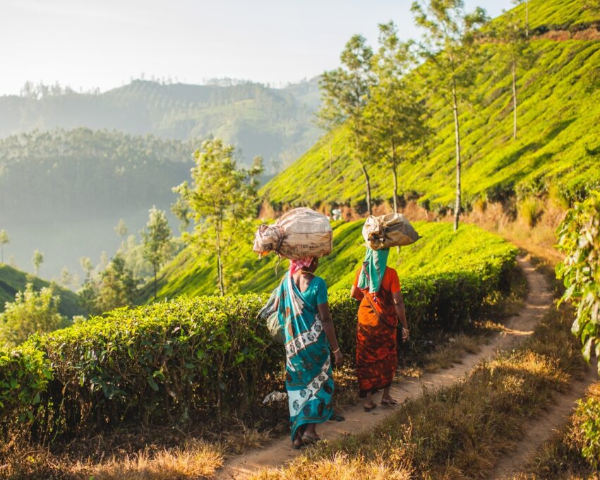 Cycle through the plantations and make your own tea