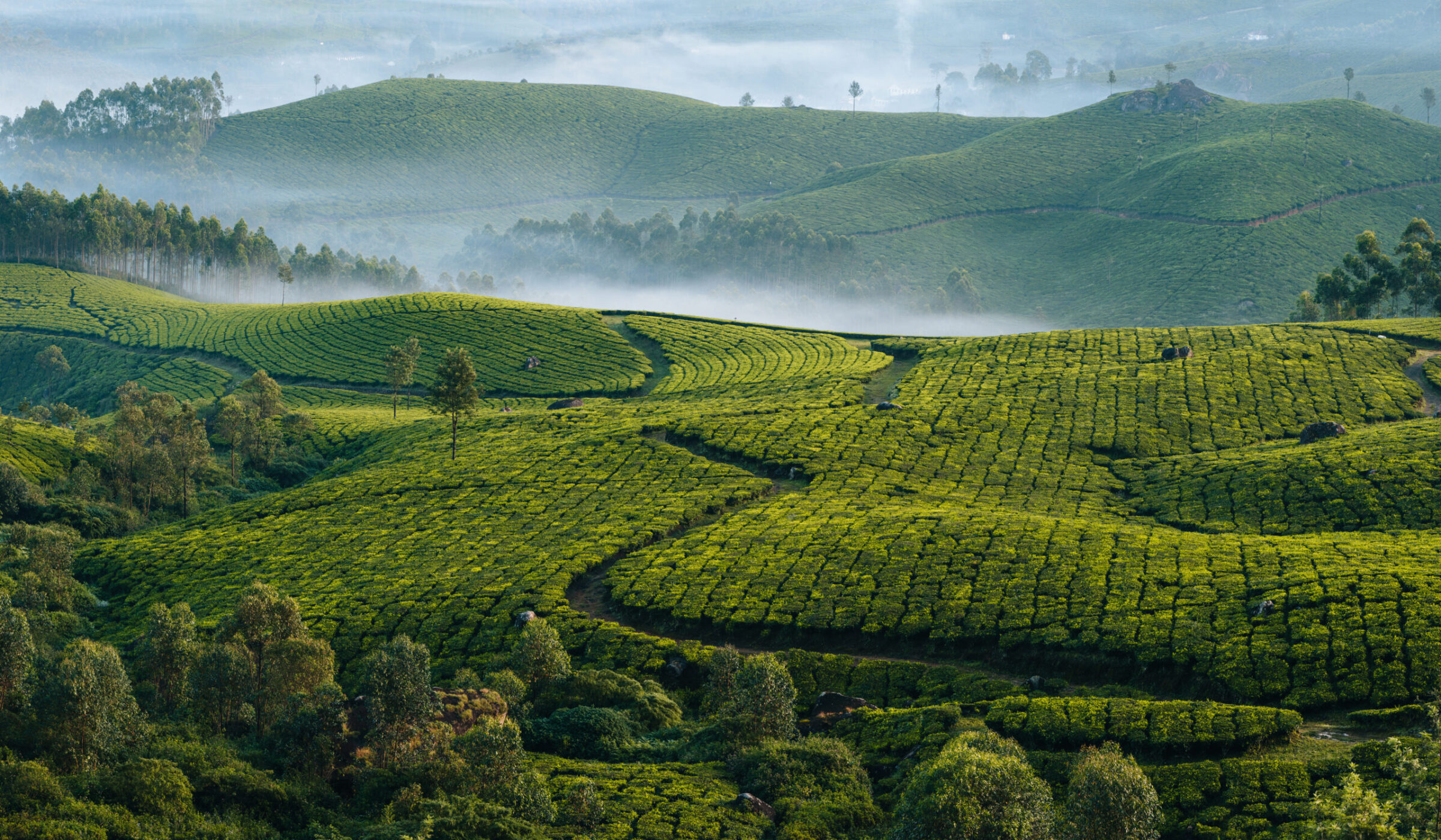 Two nights in the green hills of Munnar