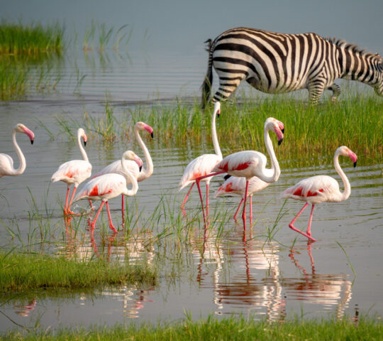 Flamingos in Lake Manyara