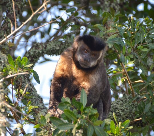 A capuchin monkey in the Tijuca Forest