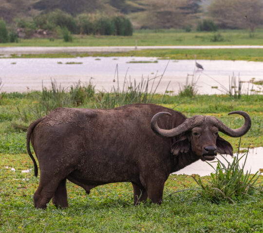 Buffalo at Lake Manyara