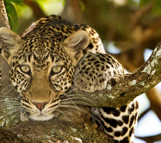 Serengeti leopard