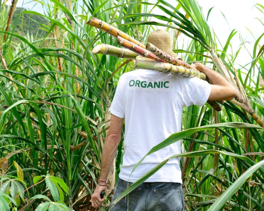 Sustainable farming tour of Fazenda Bananal