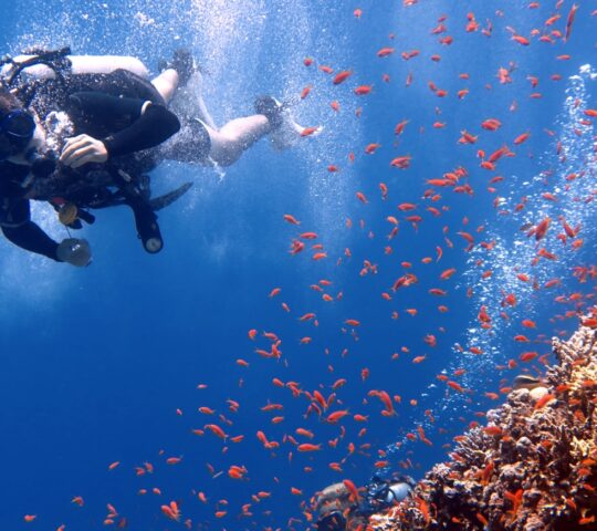 Go scuba-diving in the Red Sea