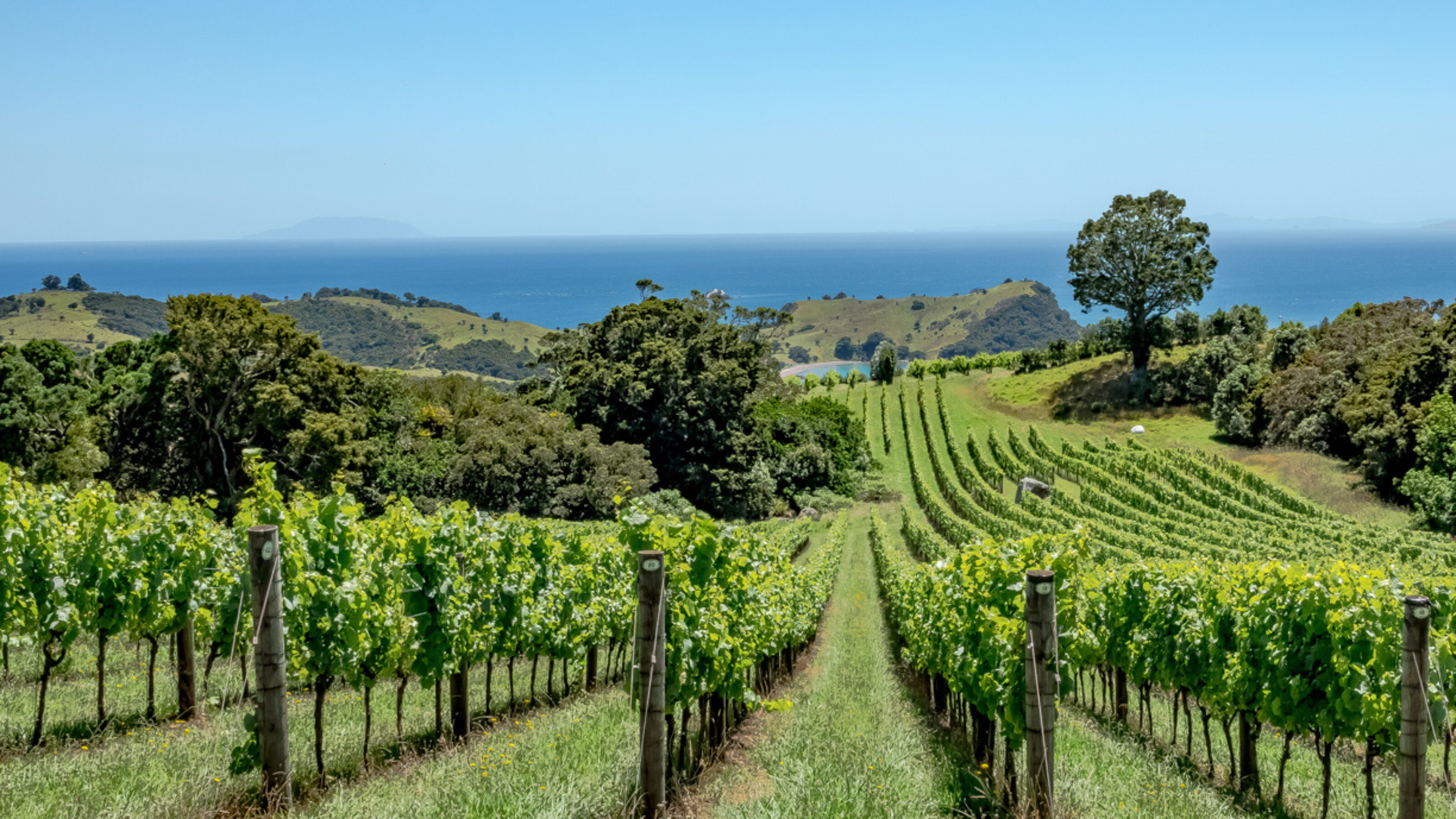 The Best of the North Island