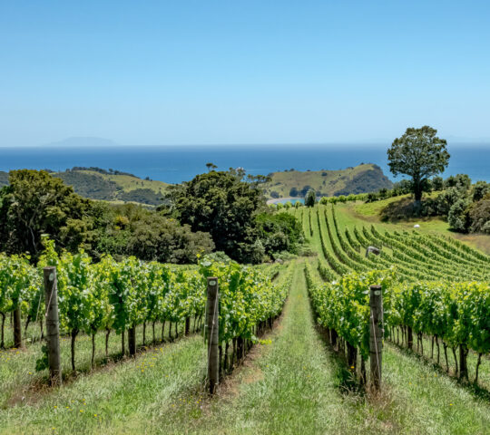 Waiheke island's beautiful vineyards