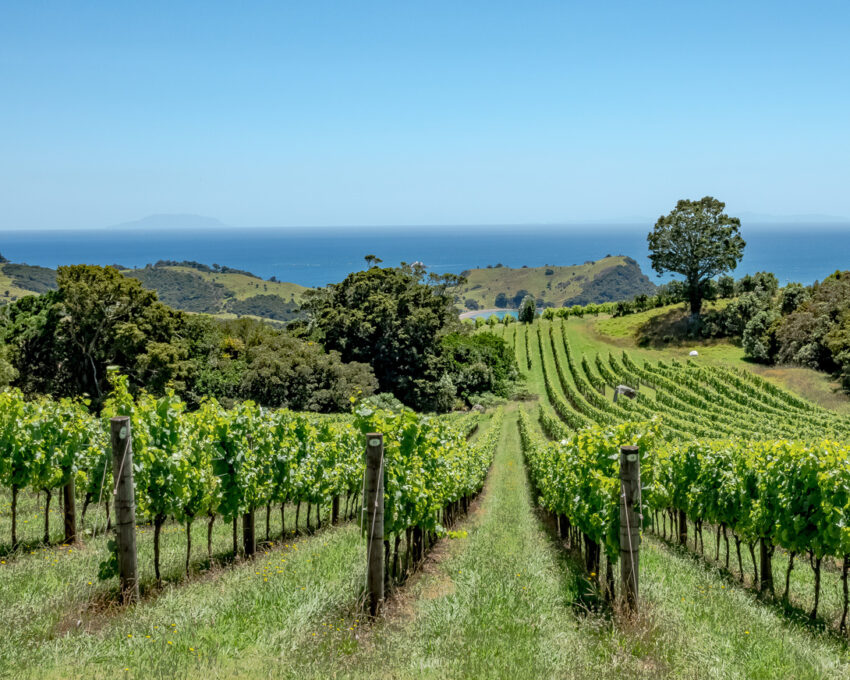 Wine tasting on Waiheke Island