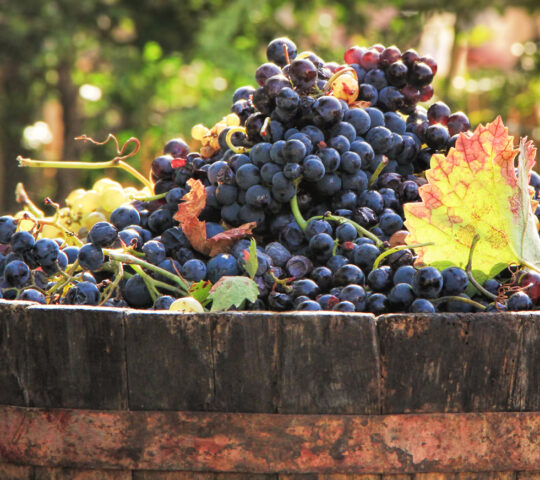 Harvested grapes
