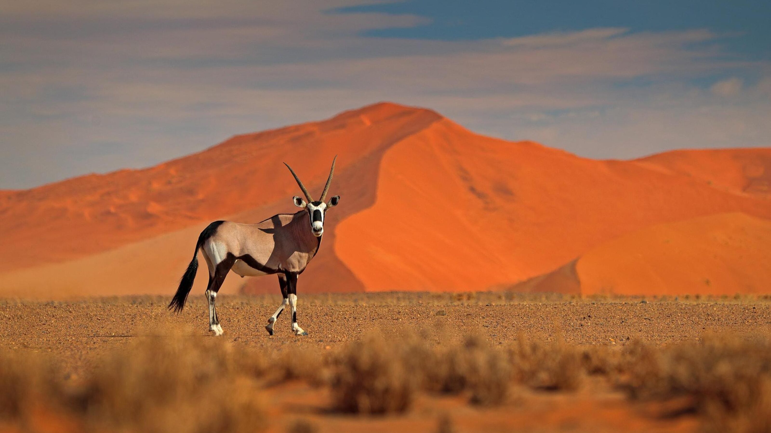 Gemsbok in front of an orange sand dune in the evening sunlight.