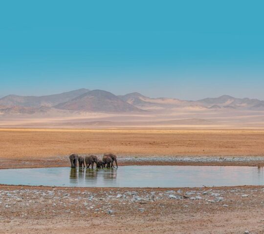 Elephants gather by a watering hole in Etosha National Park